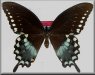 International Lepidoptera Survey Newsletter