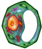 Papers in Plant Molecular Biology & Pathology