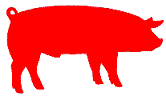 Nebraska Swine Reports
