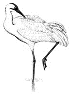 Proceedings of the North American Crane Workshop