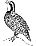 Grouse and Quails of North America, by Paul A. Johnsgard