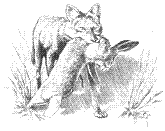Coyotes in the Southwest: A Compendium of Our Knowledge (Symposium Proceedings, 1995)