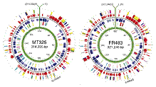 Nebraska Center for Virology: Faculty Publications