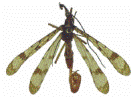 Entomology Circulars, Division of Plant Industry, Florida Department of Agriculture & Consumer Services