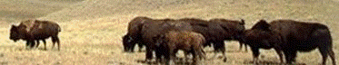 USGS Northern Prairie Wildlife Research Center