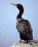Symposium on Double-Crested Cormorants: Population Status and Management Issues in the Midwest