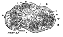 Studies from the University of Nebraska Zoological Laboratory