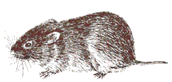 Eastern Pine and Meadow Vole Symposia
